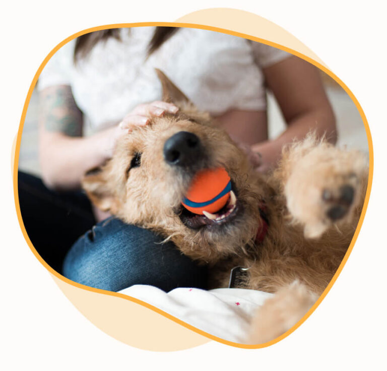 Fetch! Pet Care